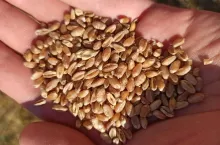 zboże pszenica