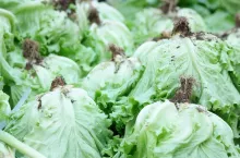 Close up fresh green iceberg lettuce with roots. Organic vegetables background. Growing lettuce at home.