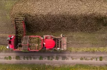 Aerial view of combine harvester pouring the harvest of sugar beet into a heap on the field.