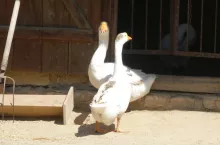 drób gęsi