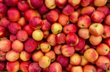 Closeup shot of fresh red and yellow apples