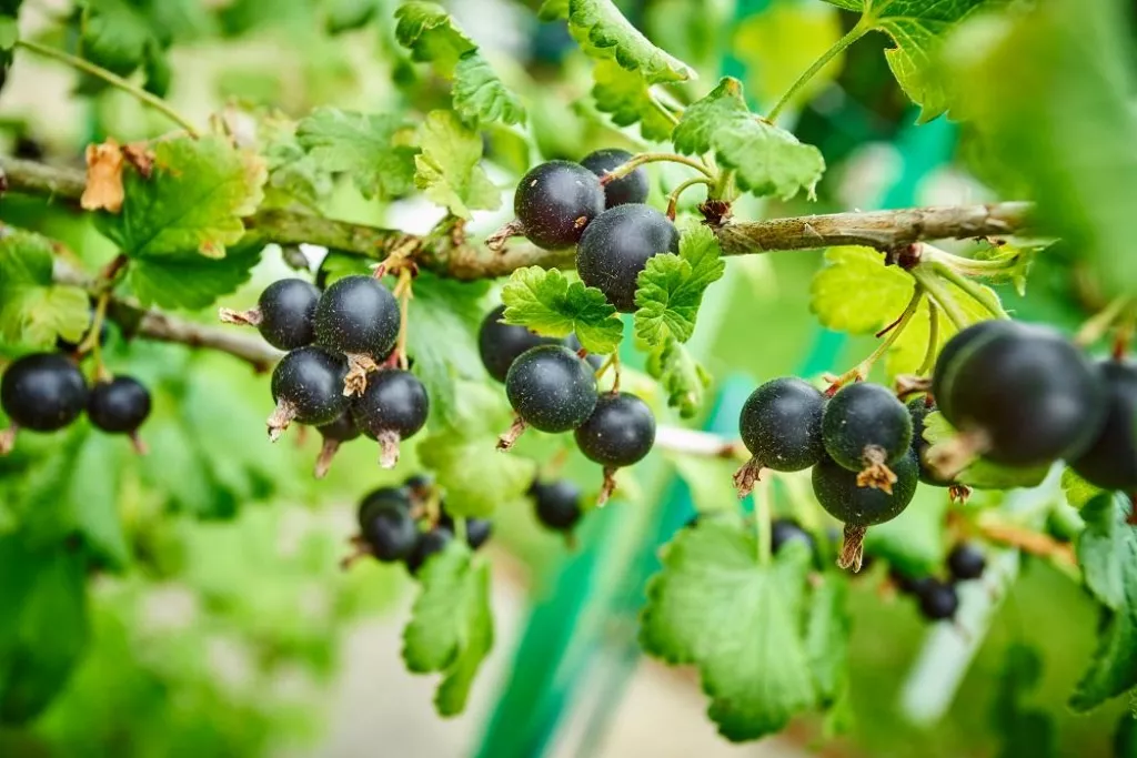 Black currant on the branch. Bush with black currants