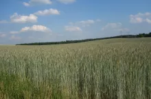 zboże żyto
