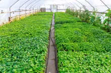 A lot of pepper seedlings grow in a warm greenhouse, a watering hose is in the middle of the greenhouse. Agriculture.