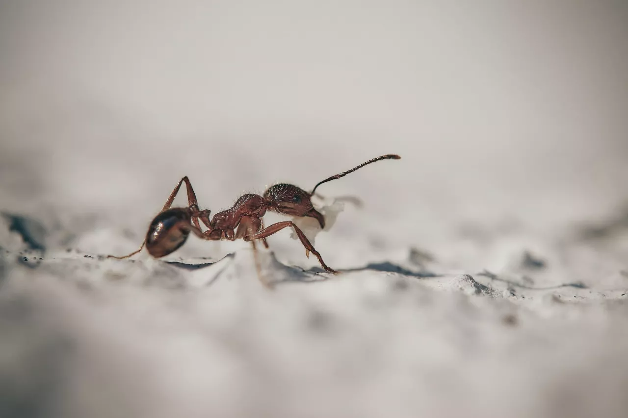 &lt;p&gt;Domowe sposoby na mrówki w domu i ogrodzie&lt;/p&gt;