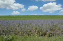 Springtime in Rhineland,Germany