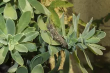 Anacridium aegyptium (Egyptian grasshopper or Egyptian locust, family: Acrididae) on succulent plants.
