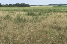 Chwasty na plantacji rzepaku, w znacznym stopniu wpływają na plon. Dlatego należy rozważyć wykonanie zabiegu desykacji, fot. P. Kardasz