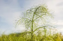 Close-up of dill