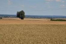 439915