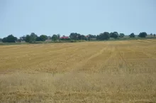 ściernisko po pszenicy