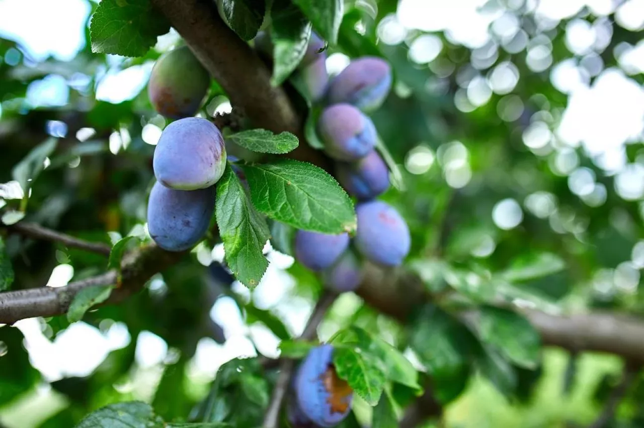 Ripe plum fruit on tree, branch of plum tree, fresh organic fruits with green leaves in garden, harvest season.