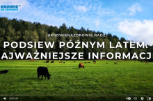 fot. Krowie na Zdrowie