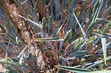 Pszenica ozima w silnym stresie suszy. Uprawa prowadzona w słabszych warunkach glebowych. Zwinięte liście, zredukowane boczne rozkrzewienia, postępujące redukcje w kłosie