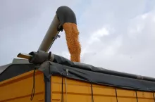Kukurydza wysypywana z kombajnu na przyczepę
