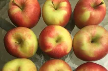 Reprezentatywna próba jabłek odmiany Gala Must do badania stopnia dojrzałości