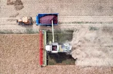 Harvesting oilseed rape in autumn field. A modern tractor stands directly next to the harvester combine and transports rapeseed. Aerial top view