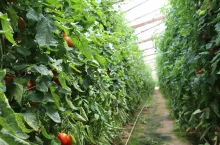 707806