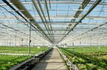 Empty agronomy hothouse plantation with nobody in it having organic fresh cultivated salads ready for agronomy production. Hydroponics system is used for vegetable grow. Agricultural concept