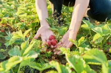 Harvest natural eco-friendly strawberries, berries on the plant, home garden. Growing strawberries without the use of chemical mineral fertilizers