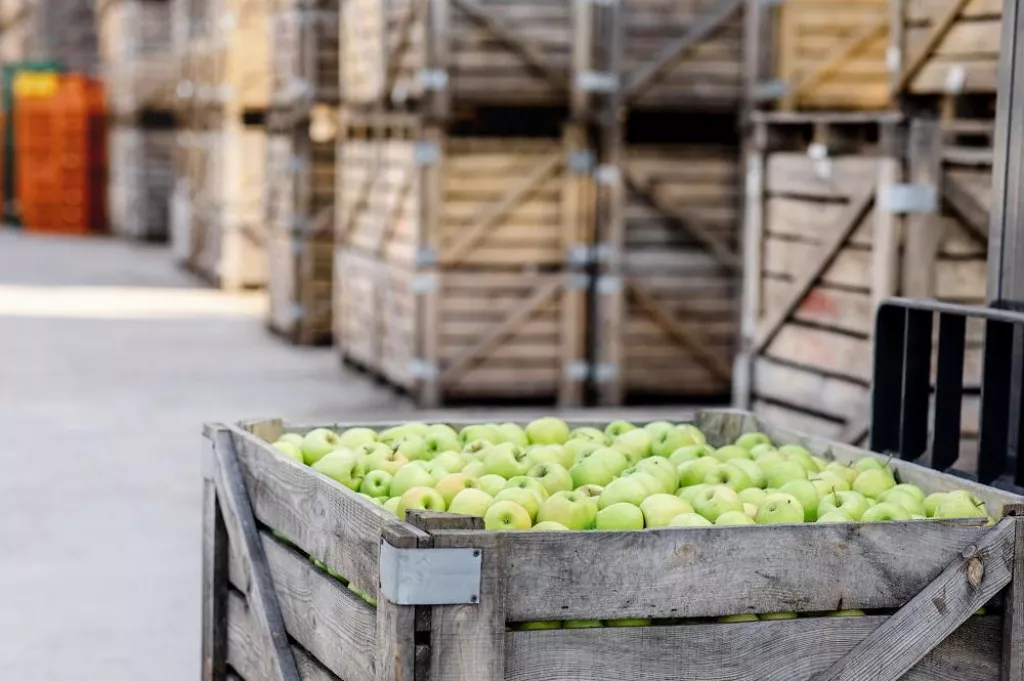 Good harvest of juicy fresh ripe, organic fruits, sale of products, distribution in warehouse. Wooden box full of green big apples in storage on wooden containers background, nobody, free space