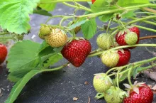Branch with strawberries in the garden