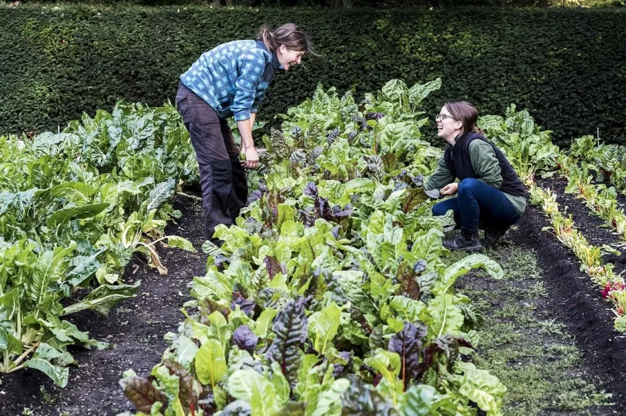 Two female gardeners kneeling in a vegetable bed in a garden, inspecting Swiss chard plants.