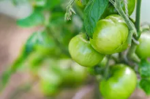 &lt;p&gt;Sałatka z zielonych pomidorów. Przepis od Ewy Wachowicz&lt;/p&gt;