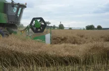 żniwa rzepak kombajn