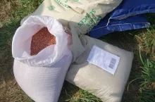 materiał siewny