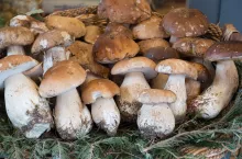 &lt;p&gt;Gdzie można nazbierać najwięcej grzybów? Na Dolnym Śląsku jest ich prawdziwy wysyp!&lt;/p&gt;