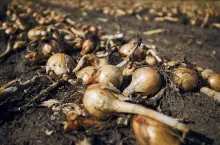 Ripe onions in a rows on field ready for harvest.