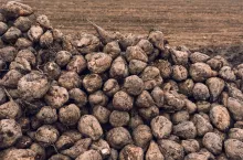 Sugar beet harvest. Pile of harvested agricultural root crop in the field. Selective focus.