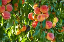 Branch of peach tree in closeup