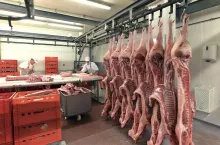 Sides of pork in cold storage of a slaughterhouse