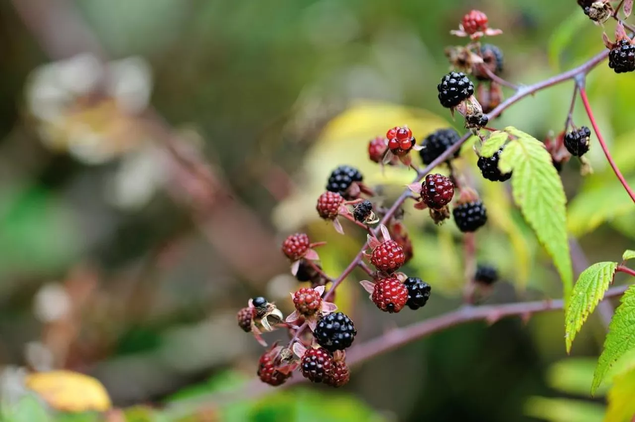 blackberries growing in the nautre