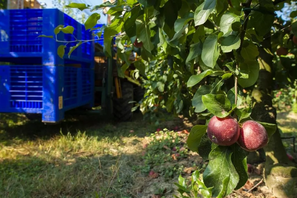 Harvest apples in big industrial apple orchard. Machine and crate for picking apples. Concept for growing and harvesting apples through automatization. Sunny day. Red apples in farm. Contemporary apple farm.