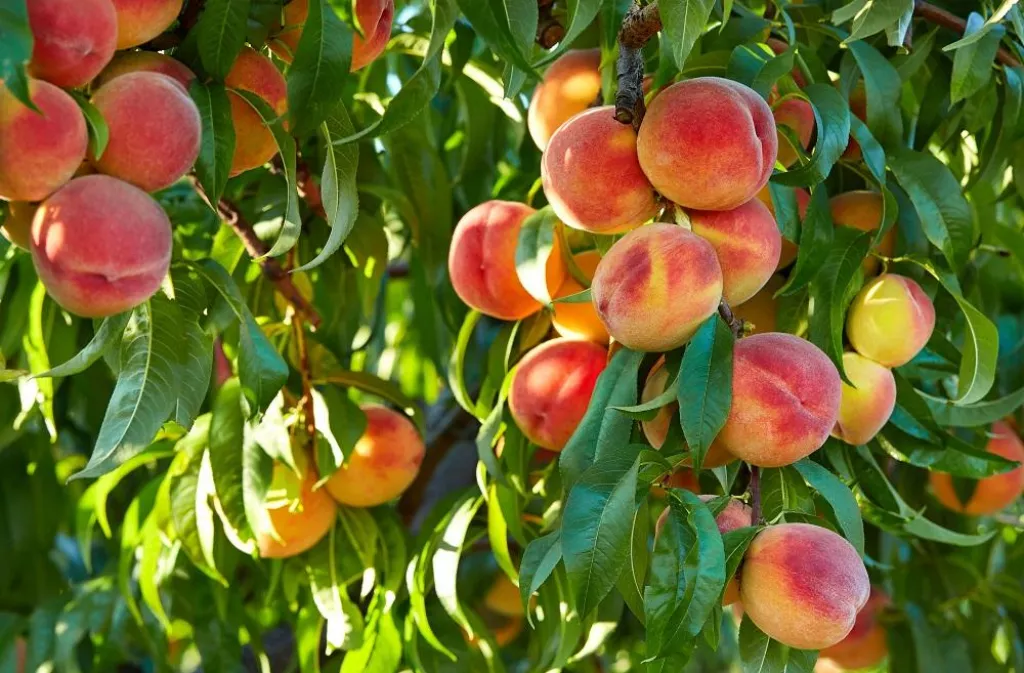Branch of peach tree in closeup