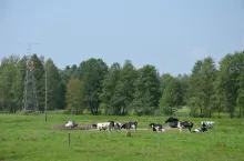 Krowy na pastwisku