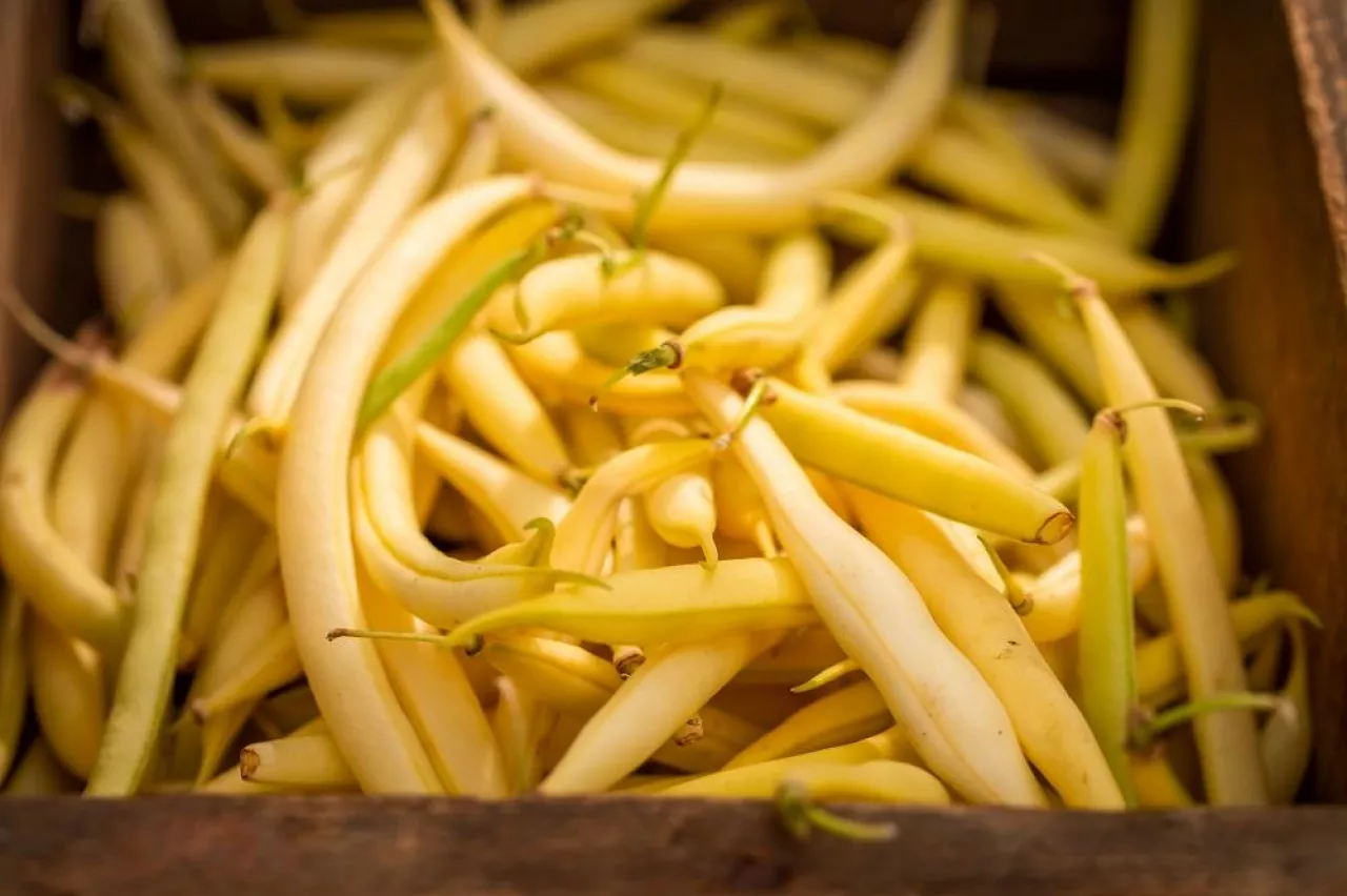 Harvested yellow beans in a old wooden box