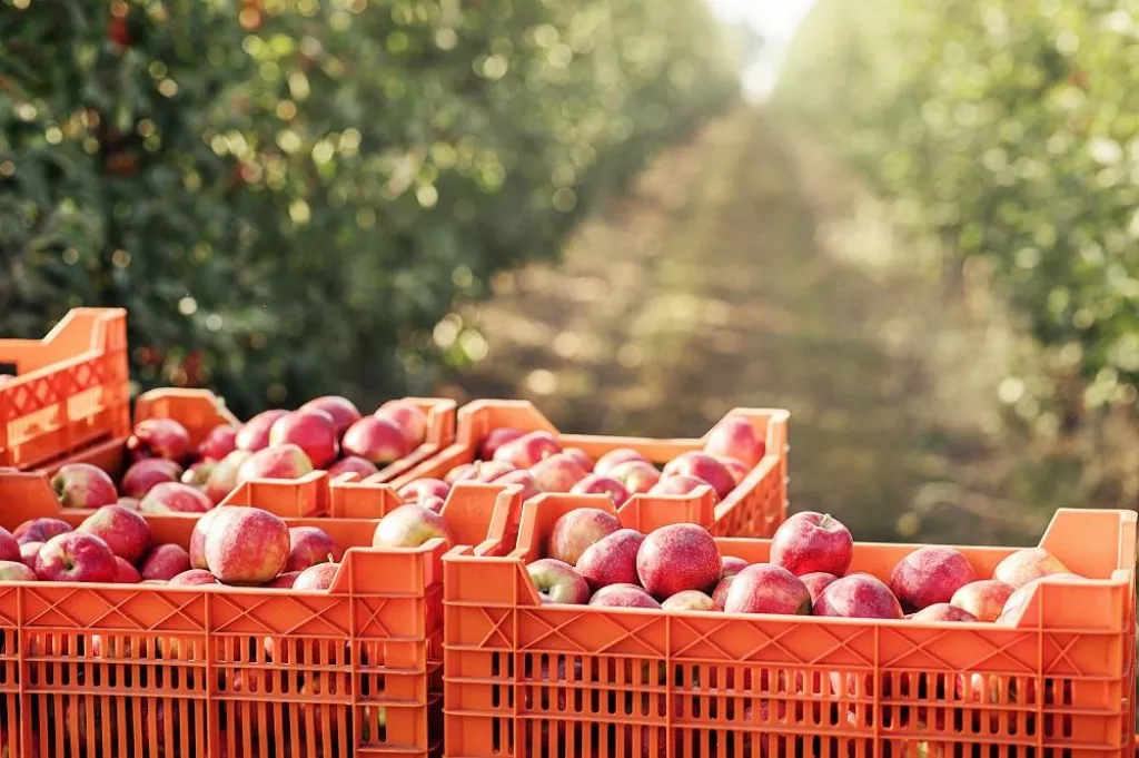 Apple farm, harvest in orchard. Organic business, work at garden and successful industry. Many boxes with delicious fresh red fruits on plantation on walkway in sun flare, outdoor, copy space, nobody