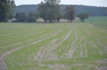 zboże, wschody, jesień, pole