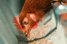 Close up of chicken hen feeding in cage, selective focus