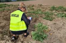 Kradzież płodów rolnych