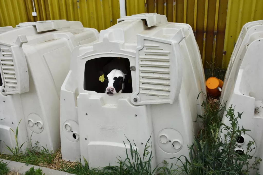 &lt;p&gt;Budki typu igloo bez wybiegu&lt;/p&gt;