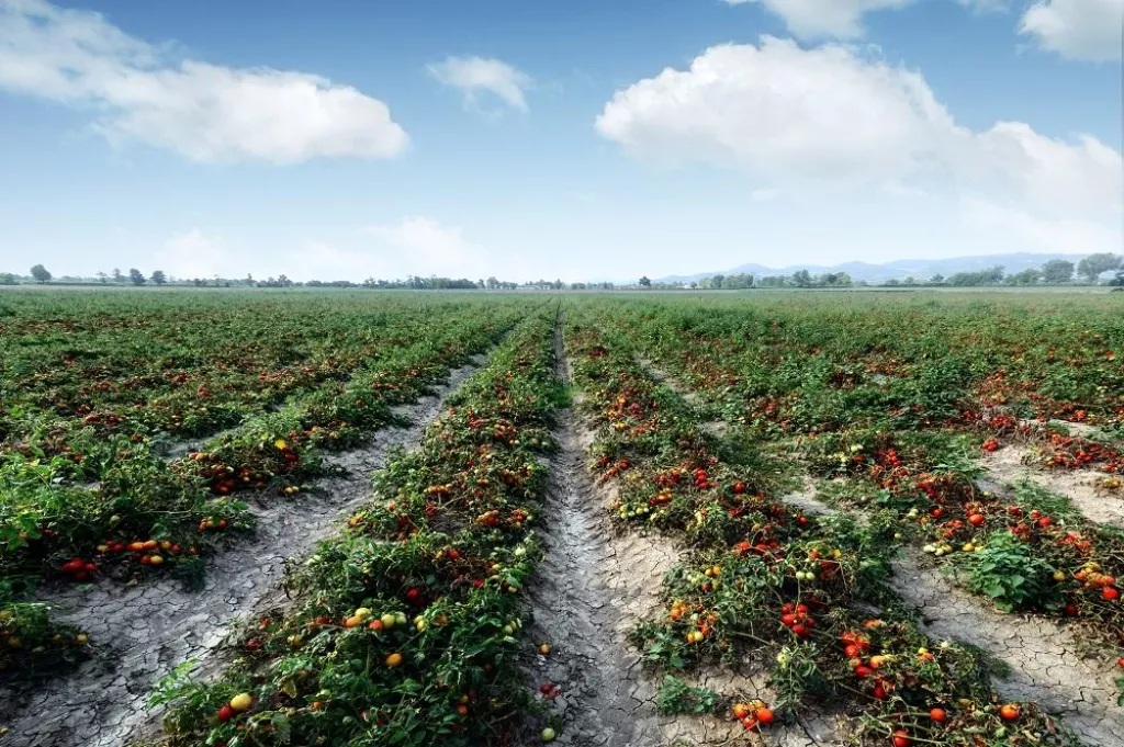 Tomato field on summer day. Agriculture and gardening concept