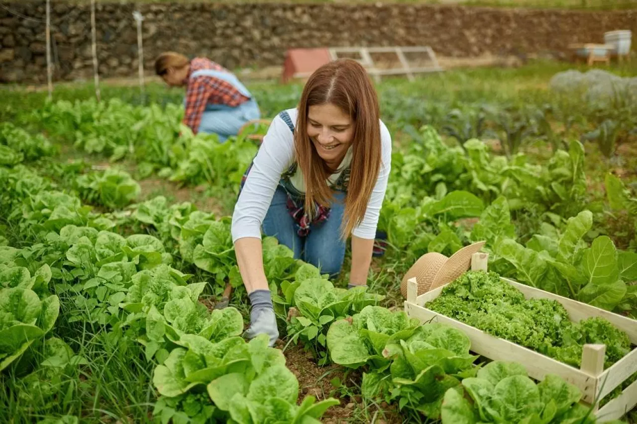 Latino adult female farmer working while harvesting lettuce plant - Farming life and harvesting concept - Focus on face