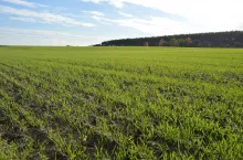 zboże, plantacja, jesień