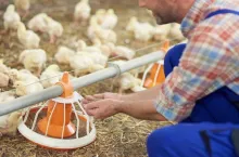 Farmer feeding chickens in the chicken coop