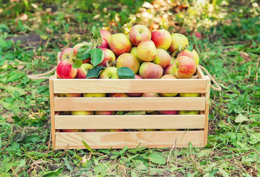 &lt;p&gt;Sprzedaż jabłek prosto z sadu&lt;/p&gt;